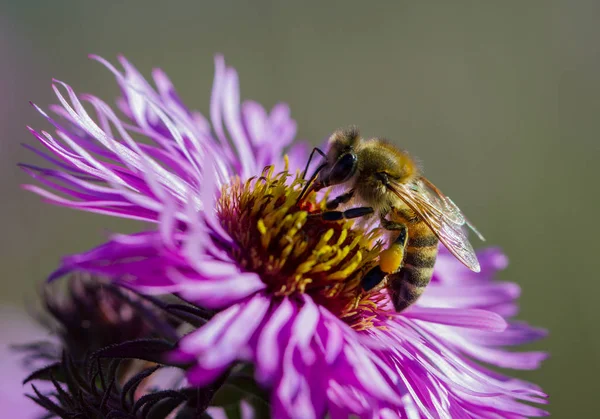 Bal Arısı Aster Bahçede Üzerinde Çalışıyor — Stok fotoğraf