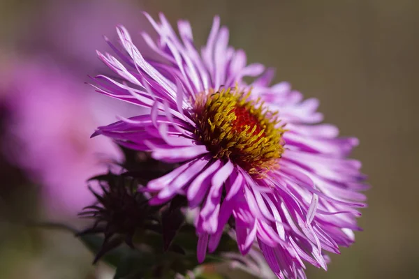 Purple Flowers Asters Growing Garden — Stock Photo, Image