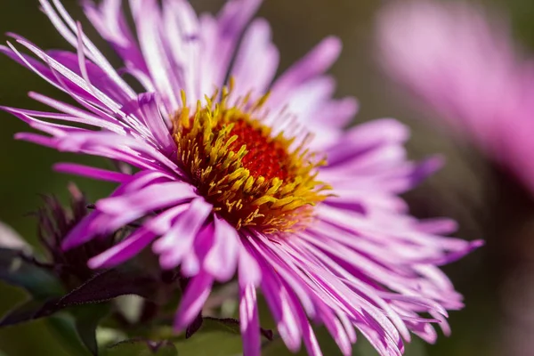 Fioletowe Kwiaty Rosnące Ogrodzie Astry — Zdjęcie stockowe