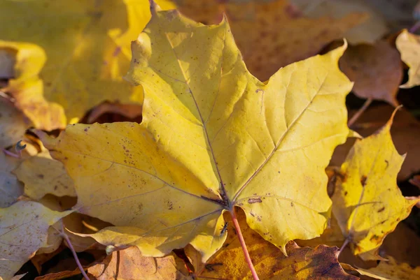 Natürlicher Hintergrund Aus Gefallenen Herbstblättern — Stockfoto