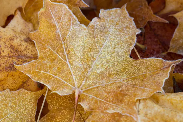 Frost Auf Gelben Ahornblättern Einem Morgen — Stockfoto