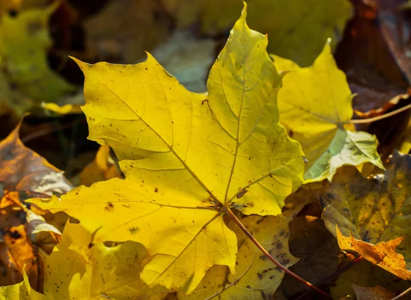 Přírodní Pozadí Padlých Podzimní Listy — Stock fotografie