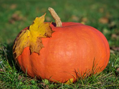 Turuncu kabak ile eski düşmüş akçaağaç yaprağı dışında.