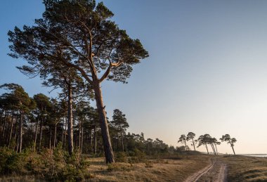 Bir kumul ve Baltık Denizi kıyı şeridi boyunca yol bir ağacı.