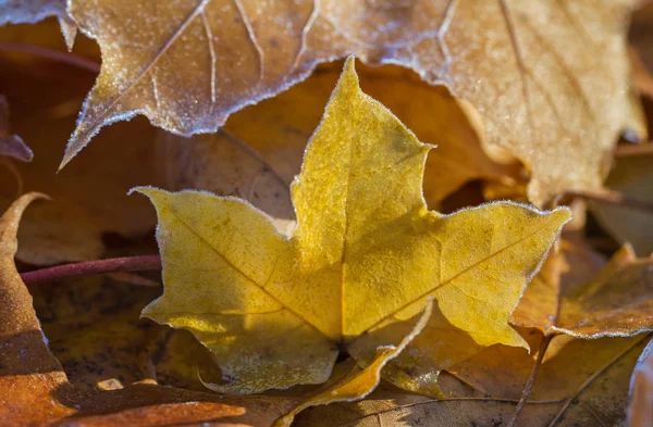 Мороз Желтых Кленовых Листьях Утром — стоковое фото