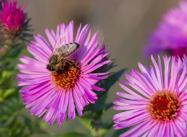 Bal Arısı Aster Bahçede Üzerinde Çalışıyor — Stok fotoğraf