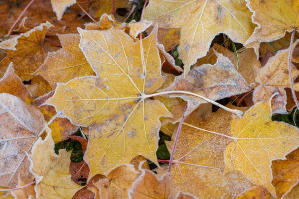 Gel Sur Les Feuilles Érable Jaunes Matin — Photo