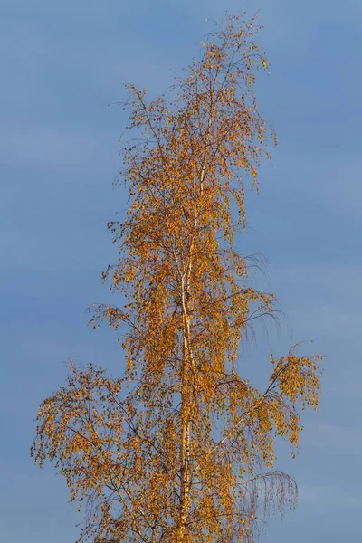 Albero Betulla Lungo Sfondo Cielo — Foto Stock