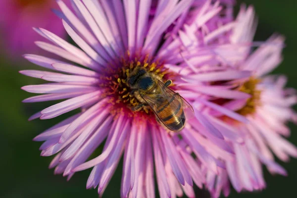 Bal Arısı Aster Bahçede Üzerinde Çalışıyor — Stok fotoğraf