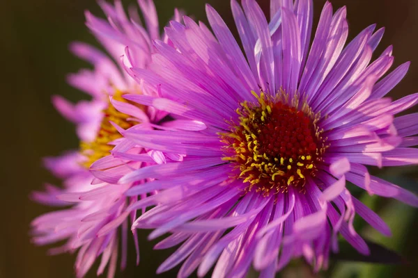 Purple Flowers Asters Growing Garden — Stock Photo, Image