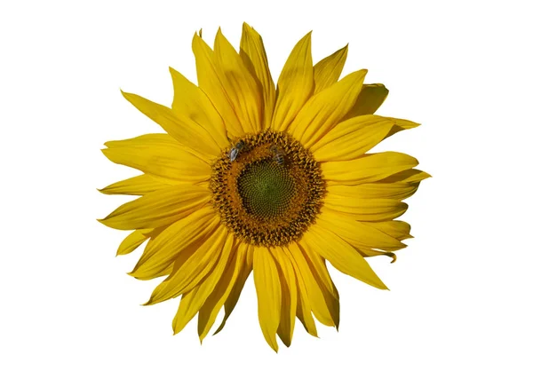 Żółty Słonecznik Pszczoły Białym Tle — Zdjęcie stockowe