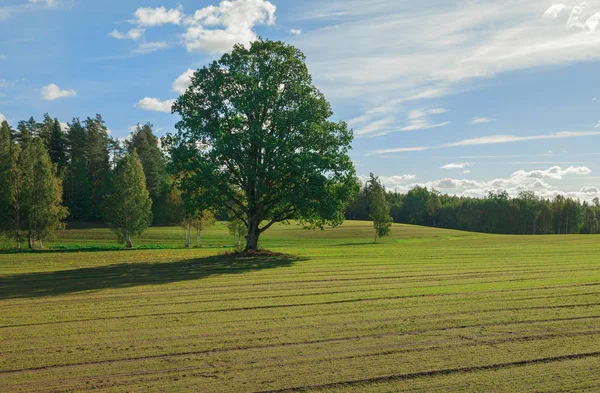 Visa Till Grönt Gräs Fält Landskap — Stockfoto