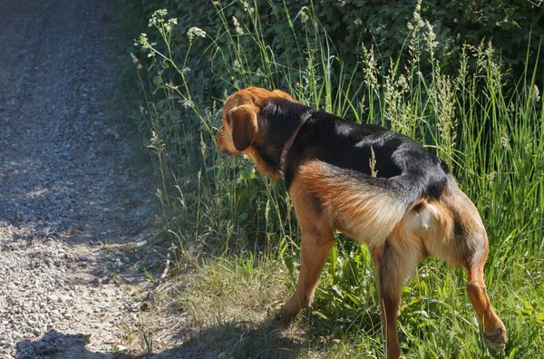 Üstünde belgili tanımlık yol bekleyen yalnız köpek.
