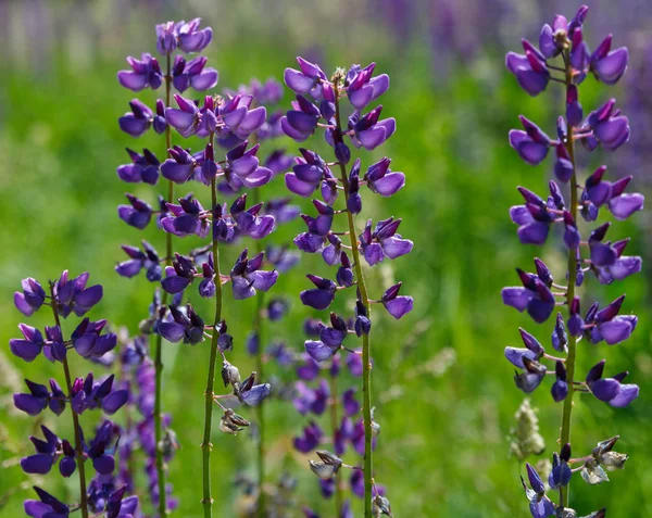 Violet Lupinus Een Tuin Een Zonnige Dag — Stockfoto