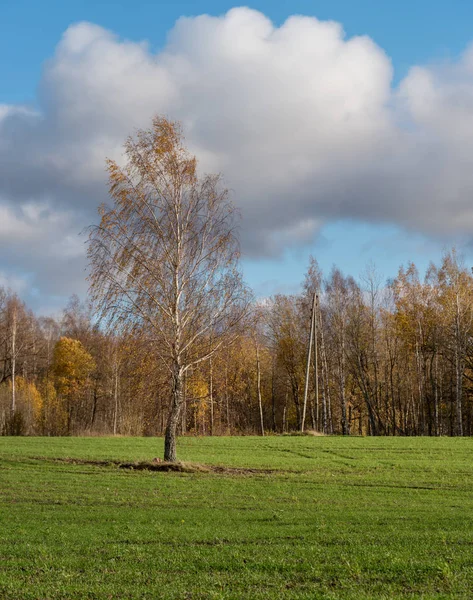 Zelené Pole Podzimní Stromy Pozadí — Stock fotografie