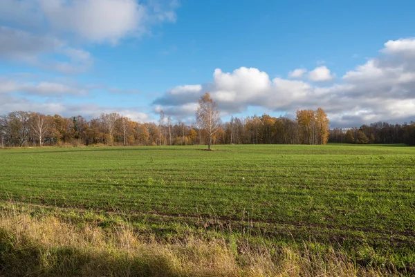 Groene Weide Met Herfst Bomen Achtergrond — Stockfoto