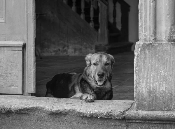 マナー ハウスの出入り口の上に犬 — ストック写真