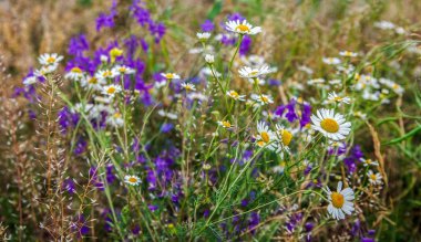 Bir alandaki kır çiçekleri.