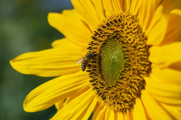 Abeja Girasol Afuera —  Fotos de Stock