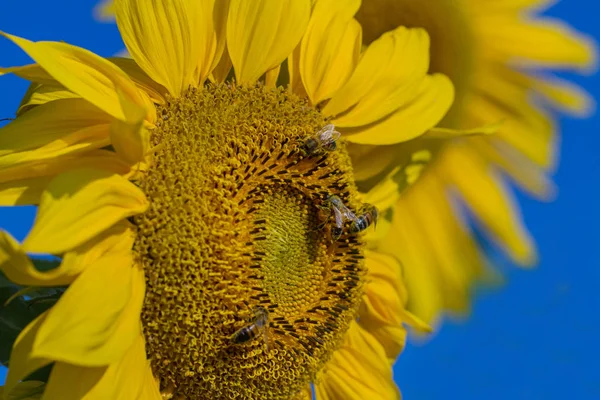 Bee Zonnebloem Buiten — Stockfoto