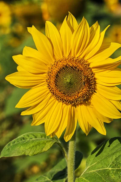 Bee Sunflower — Stock Photo, Image