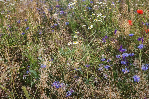 Wildblumen Auf Einem Feld — Stockfoto