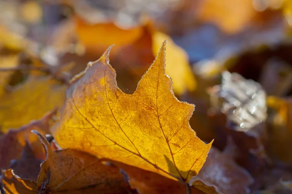 Gel Sur Les Feuilles Érable Jaunes Matin — Photo