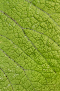 Soyut eski yeşil yaprak.