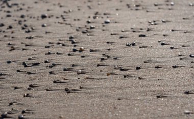 Küçük taşlar kıyı şeridi.