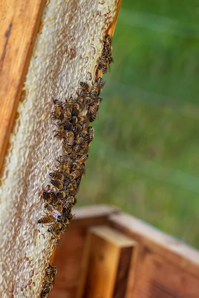 Rahmen aus Honig. — Stockfoto