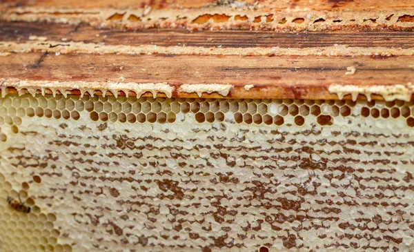 Molduras de mel . — Fotografia de Stock