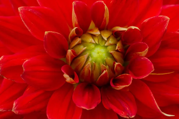 Dahlia flower in a garden. — Stock Photo, Image