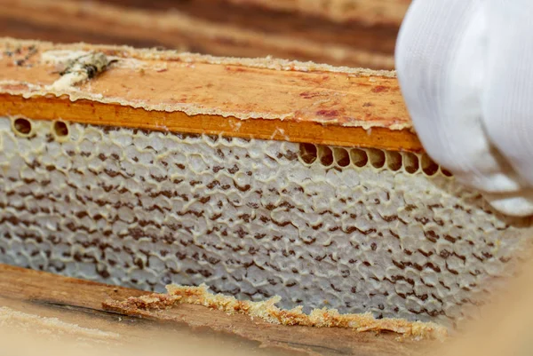 Apiarist in zijn bijenteelt. — Stockfoto