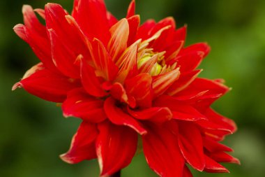 Yıldız Çiçeği Çiçek Bahçe.