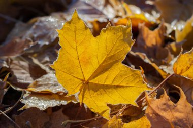 Sarı ağaç yaprakları.