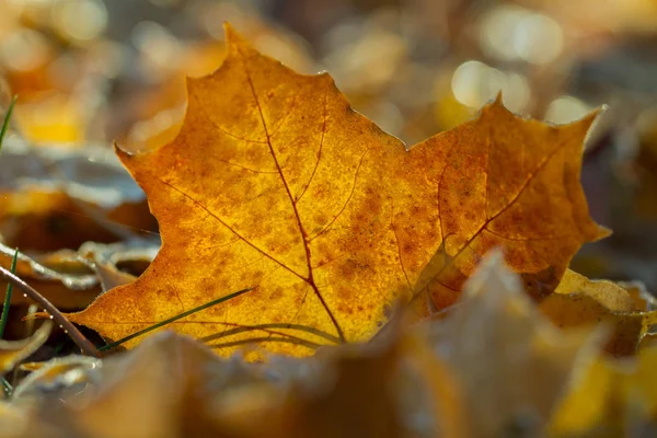 Foglie di albero giallo . — Foto Stock