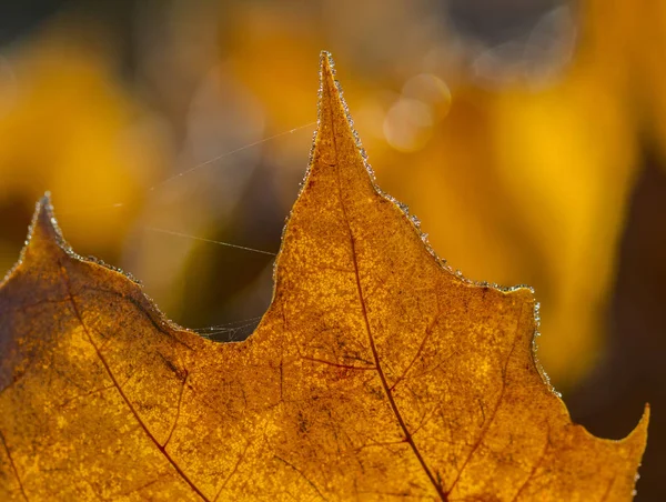 Foglie di albero giallo . — Foto Stock