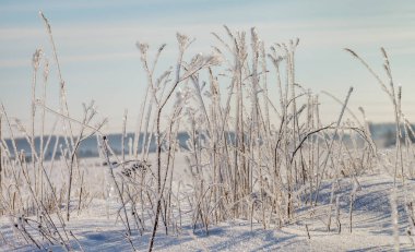 Beyaz frost ile çimen.