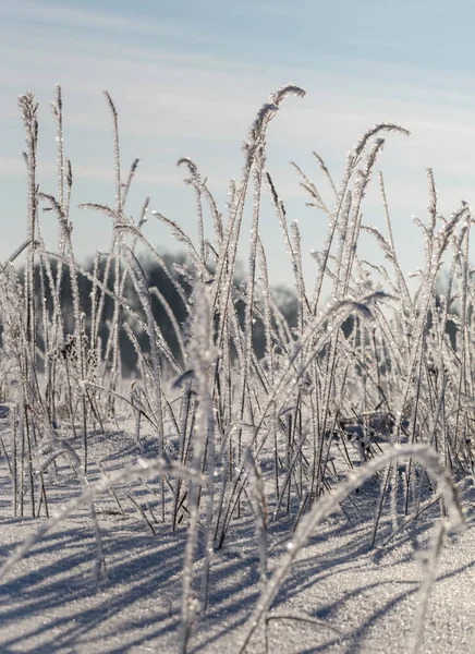 Grass with white frost.