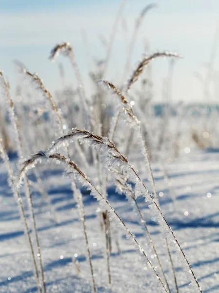 Χόρτο με λευκό frost. — Φωτογραφία Αρχείου