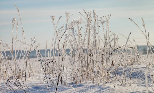 Beyaz frost ile çimen. — Stok fotoğraf