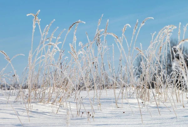Beyaz frost ile çimen. — Stok fotoğraf