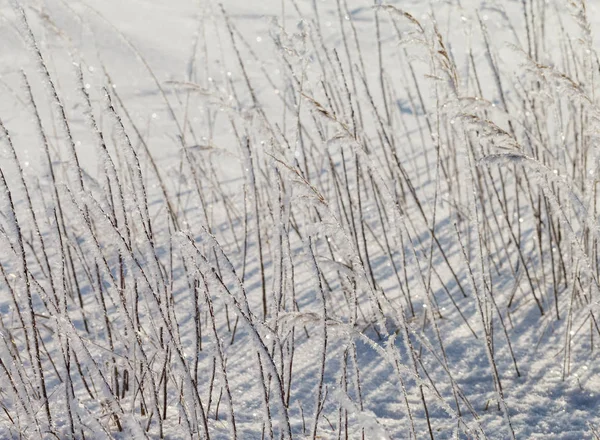 Tráva s white frost. — Stock fotografie