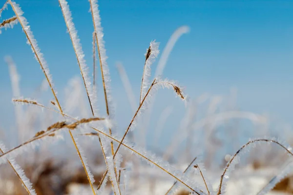 Tráva s white frost. — Stock fotografie
