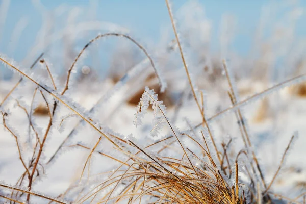 Grass with white frost.