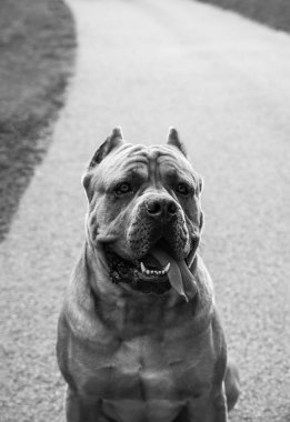 İtalyan Cane Corso açık.