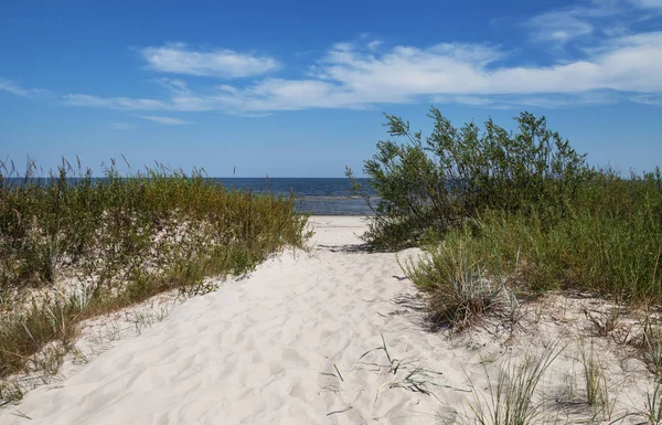 Bir kumul üzerinde çim eniyip çalılar.