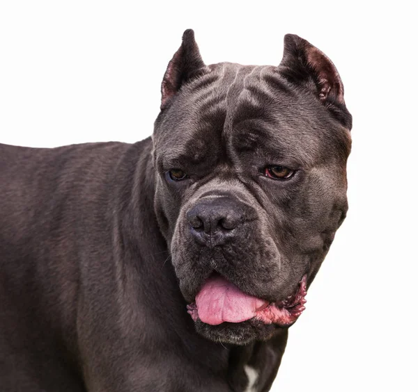 Italské cane corso. — Stock fotografie