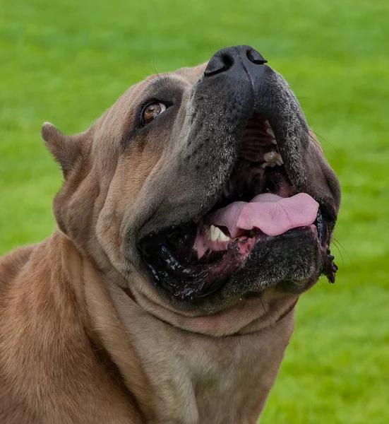 Portrett av brun hund . – stockfoto