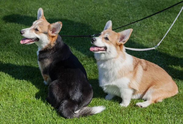 Pembroke perros Corgi galeses . — Foto de Stock